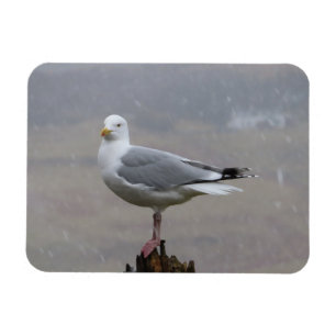 Brave Seagull Standing On Post In Snowstorm  Magnet