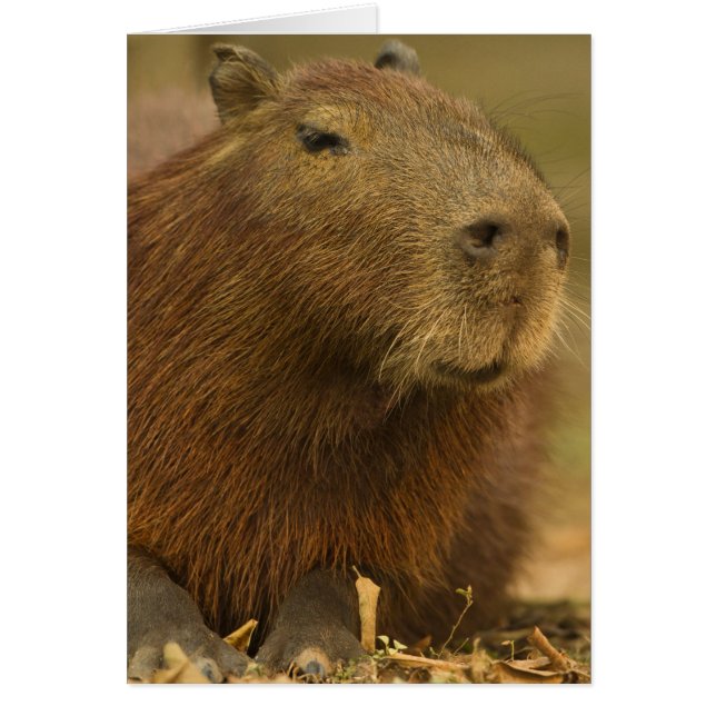 Brazil, Pantanal, Matto Grosso. Capybara (Front)