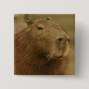 Brazil, Pantanal, Matto Grosso. Capybara 15 Cm Square Badge