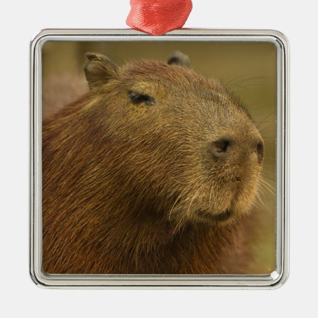 Brazil, Pantanal, Matto Grosso. Capybara Metal Tree Decoration (Front)
