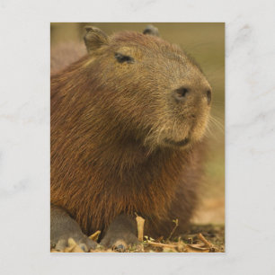 Brazil, Pantanal, Matto Grosso. Capybara Postcard