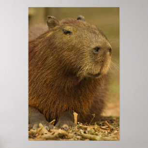 Brazil, Pantanal, Matto Grosso. Capybara Poster