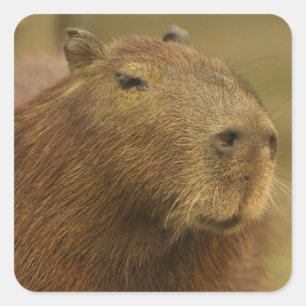 Brazil, Pantanal, Matto Grosso. Capybara Square Sticker