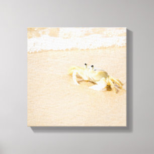 Brazil, Rio de Janeiro, Buzios, Crab on Canvas Print