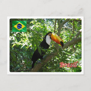 Brazil - Toco Toucan - Postcard