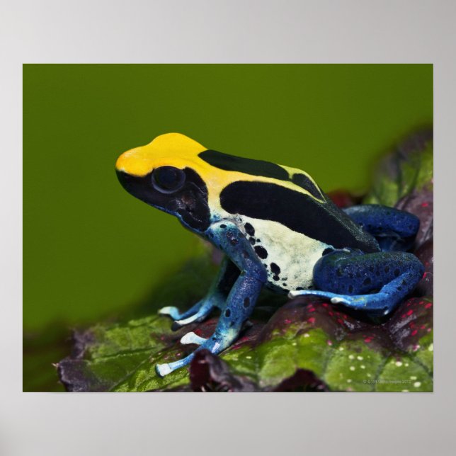 Brazilian Cobalt Dart Frog, Dendrobates Poster (Front)