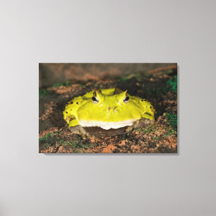 Brazilian Horn Frog, Ceratophrys cornuta, 2 Canvas Print