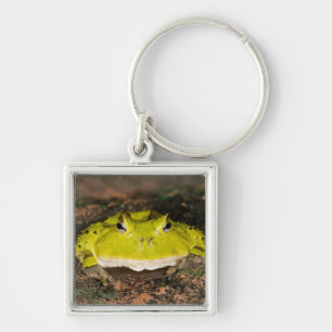 Brazilian Horn Frog, Ceratophrys cornuta, 2 Key Ring