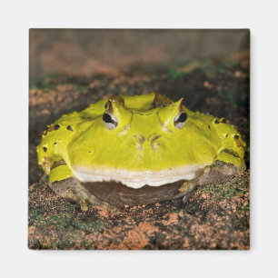 Brazilian Horn Frog, Ceratophrys cornuta, 2 Magnet