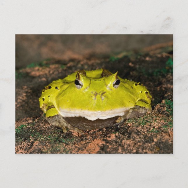Brazilian Horn Frog, Ceratophrys cornuta, 2 Postcard (Front)