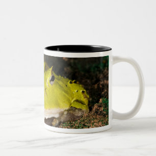 Brazilian Horn Frog, Ceratophrys cornuta, 2 Two-Tone Coffee Mug