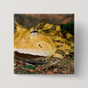 Brazilian Horn Frog, Ceratophrys cornuta, 3 15 Cm Square Badge