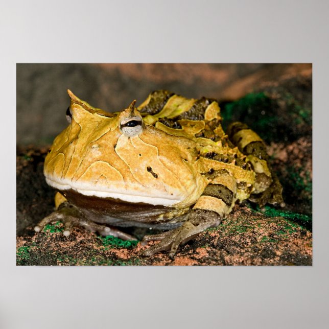 Brazilian Horn Frog, Ceratophrys cornuta, 3 Poster (Front)