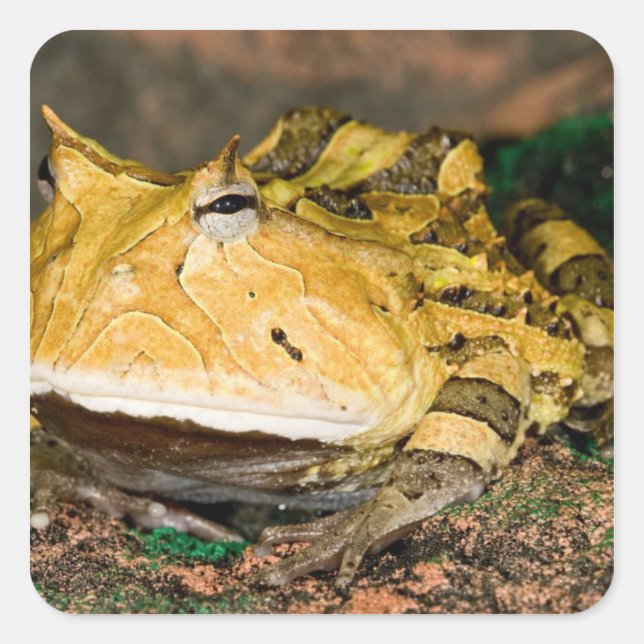 Brazilian Horn Frog, Ceratophrys cornuta, 3 Square Sticker (Front)