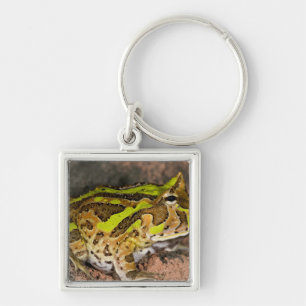 Brazilian Horn Frog, Ceratophrys cornuta, Native Key Ring