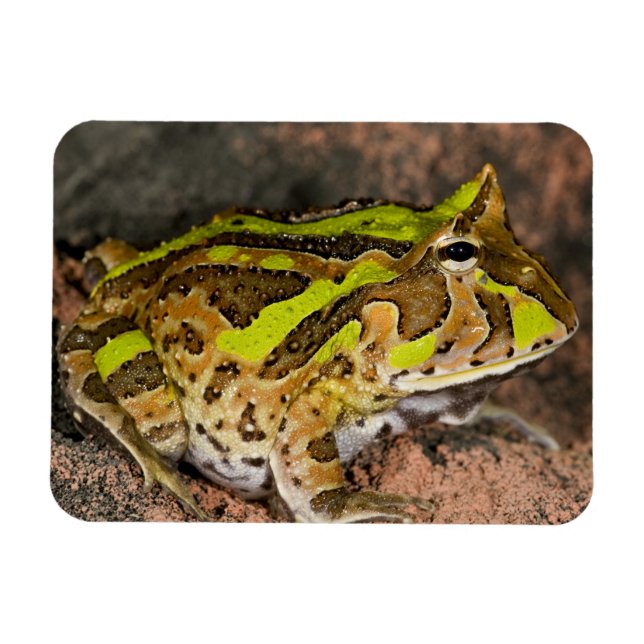 Brazilian Horn Frog, Ceratophrys cornuta, Native Magnet (Horizontal)