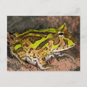 Brazilian Horn Frog, Ceratophrys cornuta, Native Postcard