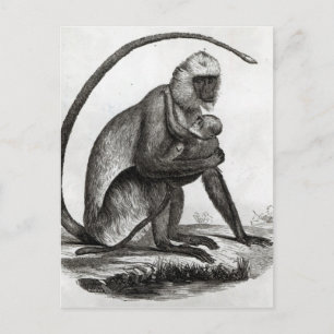 Brazilian Monkey Postcard