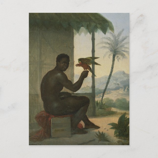 Brazilian negro with Tropical Bird Postcard (Front)