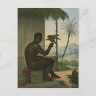 Brazilian negro with Tropical Bird Postcard