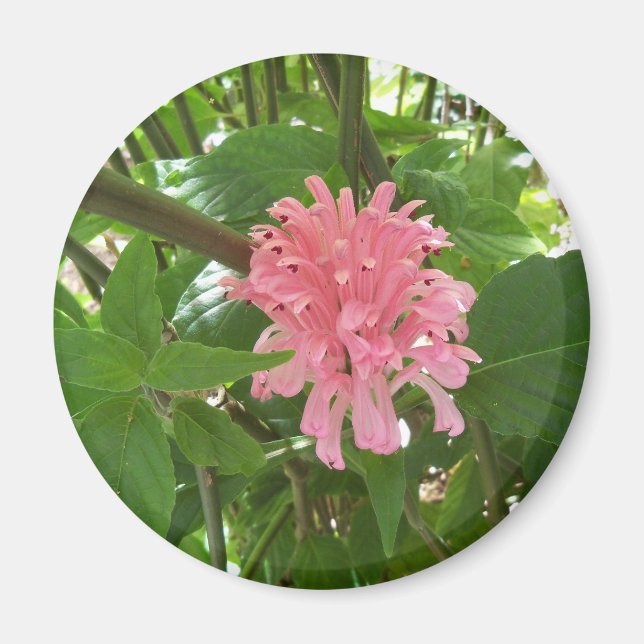 Brazilian plume flower magnet (Front)