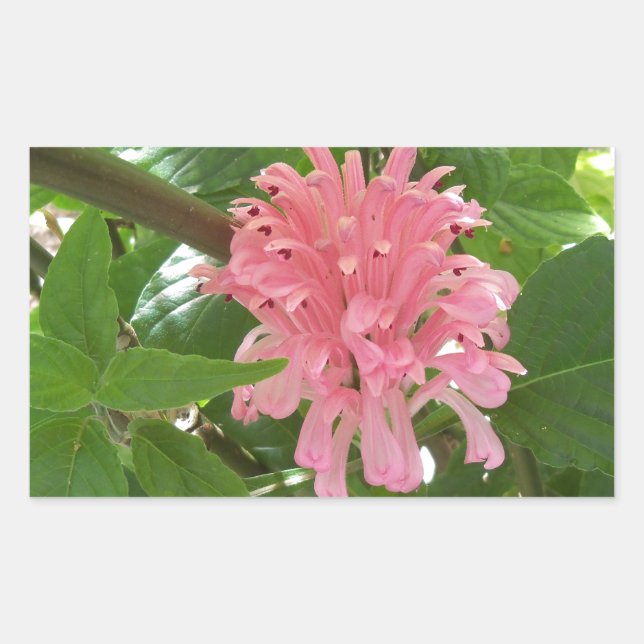 Brazilian plume flower rectangular sticker (Front)