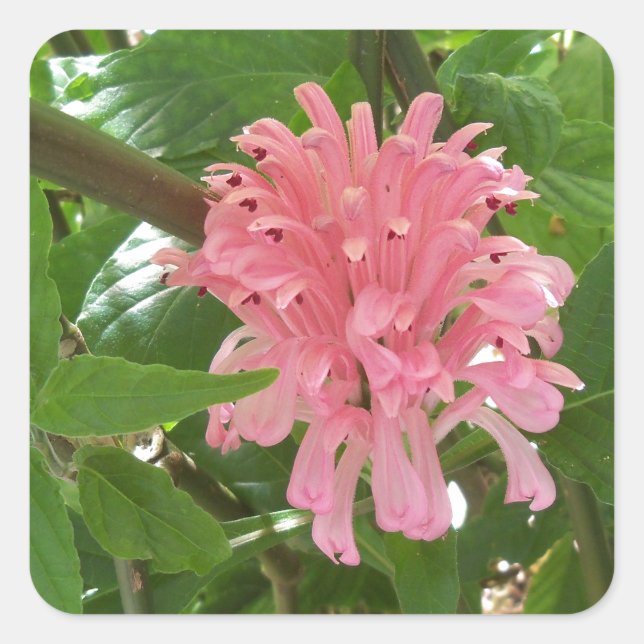 Brazilian plume flower square sticker (Front)