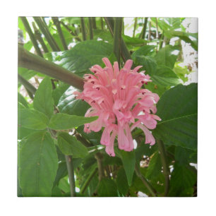 Brazilian plume flower tile