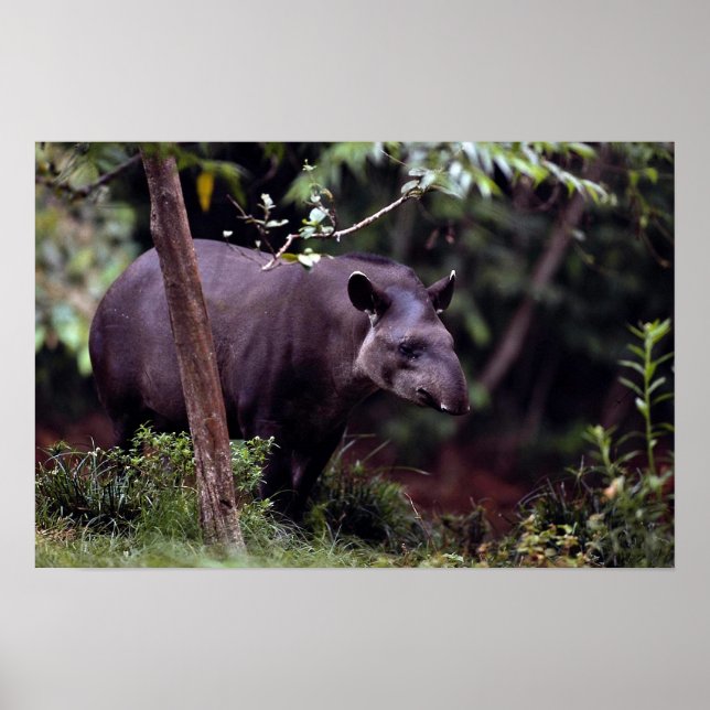 Brazilian Tapir (Tapirus terrestris) Poster (Front)