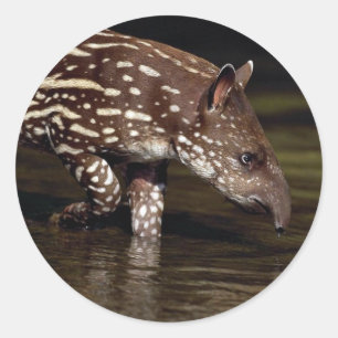 Brazilian Tapir, young calf beside river Classic Round Sticker