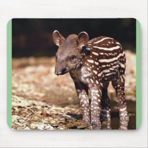 Brazilian Tapir, young calf beside river Mouse Mat
