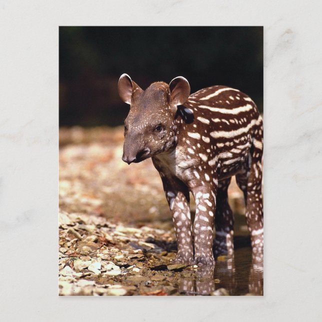 Brazilian Tapir, young calf beside river Postcard (Front)