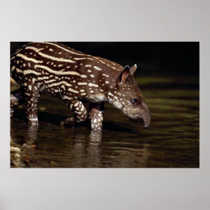 Brazilian Tapir, young calf beside river Poster