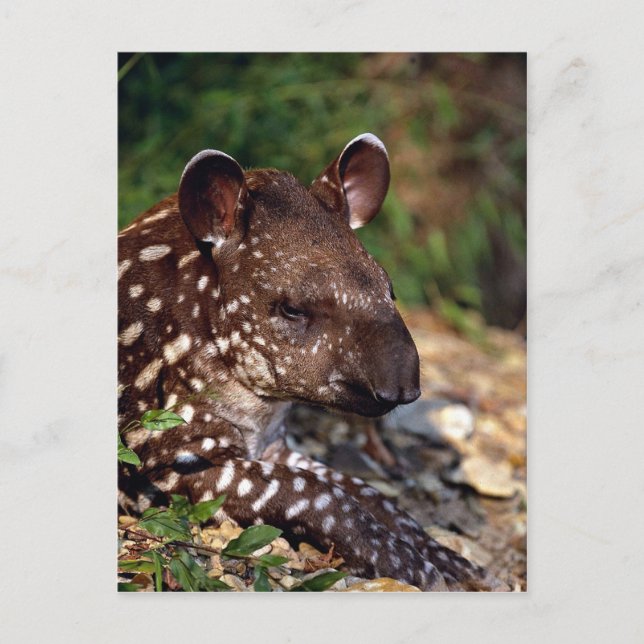 Brazilian tapir, young calf postcard (Front)