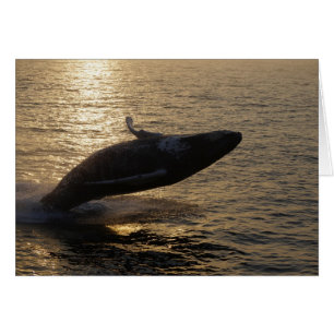 Breaching Humpback