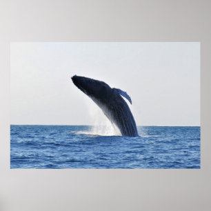 Breaching Humpback Poster