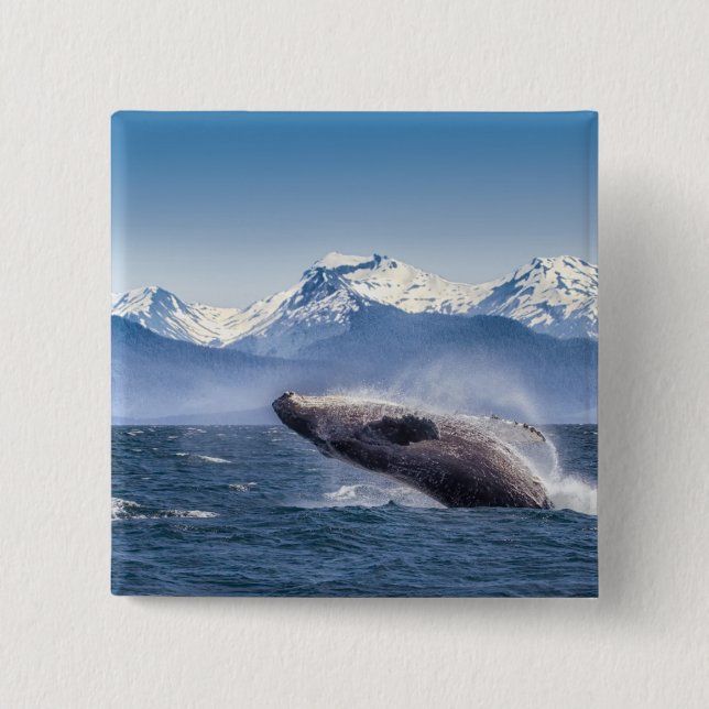Breaching Humpback Whale In Alaska 15 Cm Square Badge (Front)