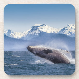 Breaching Humpback Whale In Alaska Coaster