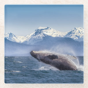 Breaching Humpback Whale In Alaska Glass Coaster