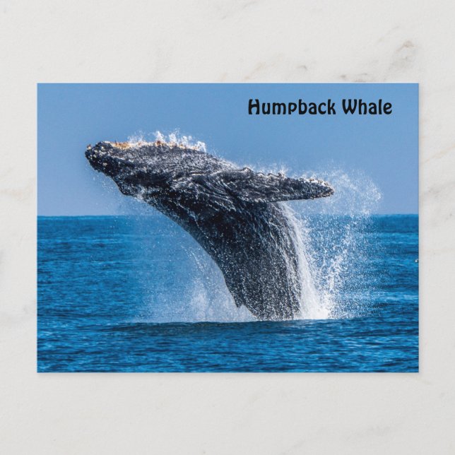 Breaching Humpback Whale Postcard (Front)