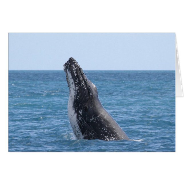 Breaching Whale (Front Horizontal)