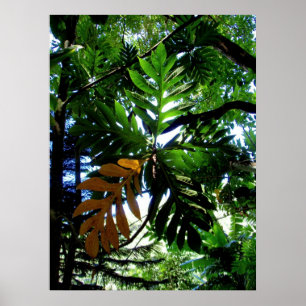 Bread Fruit Tree Poster