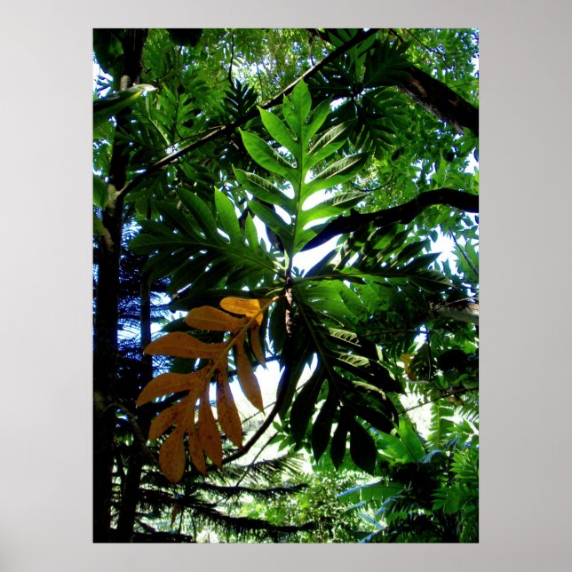 Bread Fruit Tree Poster (Front)