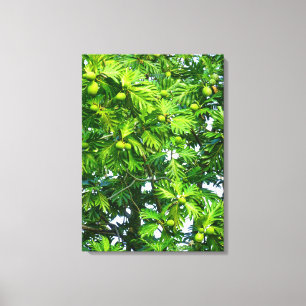 Breadfruit Tree Canvas Print