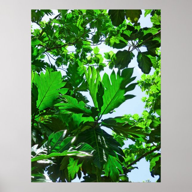Breadfruit Tree Leaves Poster (Front)