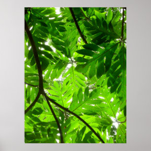 Breadfruit Tree Leaves Poster