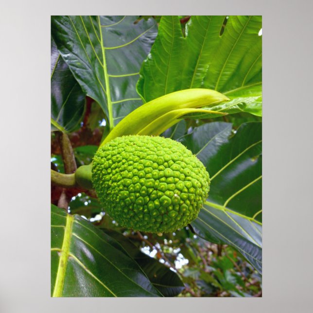 Breadfruit Tree Poster (Front)