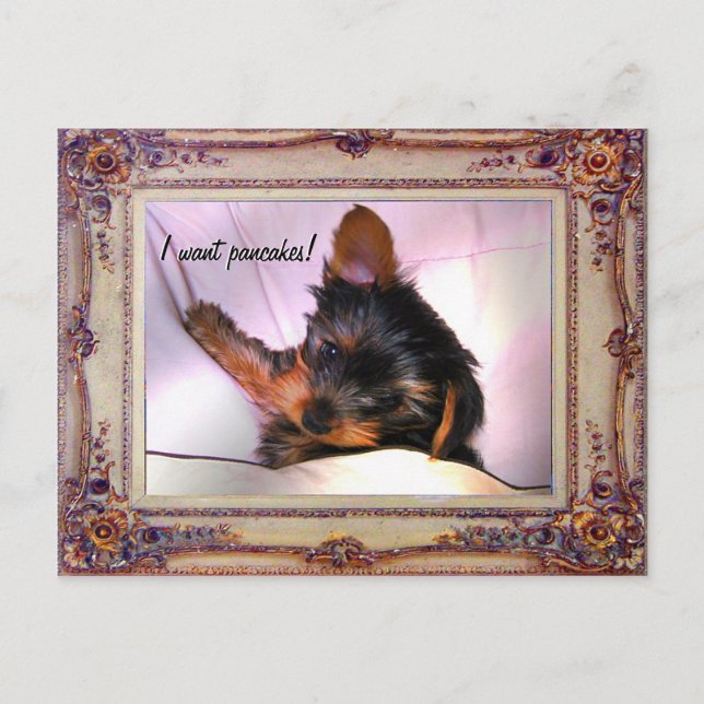 Breakfast in bed Yorkie? Postcard (Front)