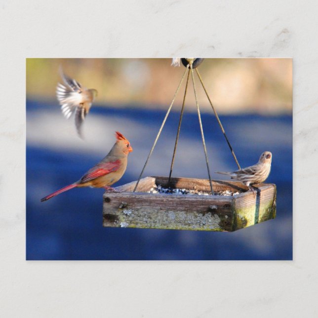 Breakfast Table (birds) Postcard (Front)