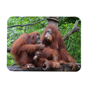 Breakfast with the Orangutans Singapore Zoo Magnet